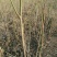 桑树苗50cm
