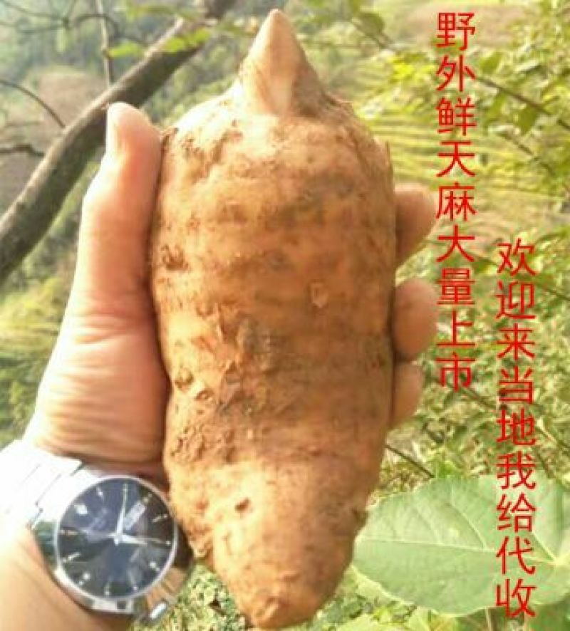 批发陕西鲜天麻2两上选货
