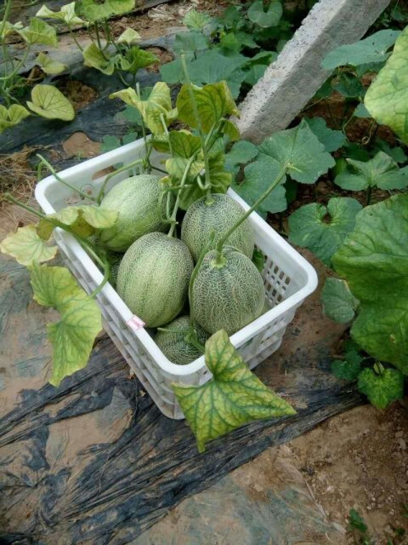 哈密瓜专业对接电商，3斤5斤10斤装