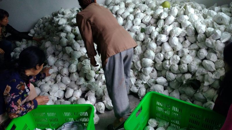 金花梨200~250g光果