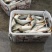 建鲤食用1~2公斤