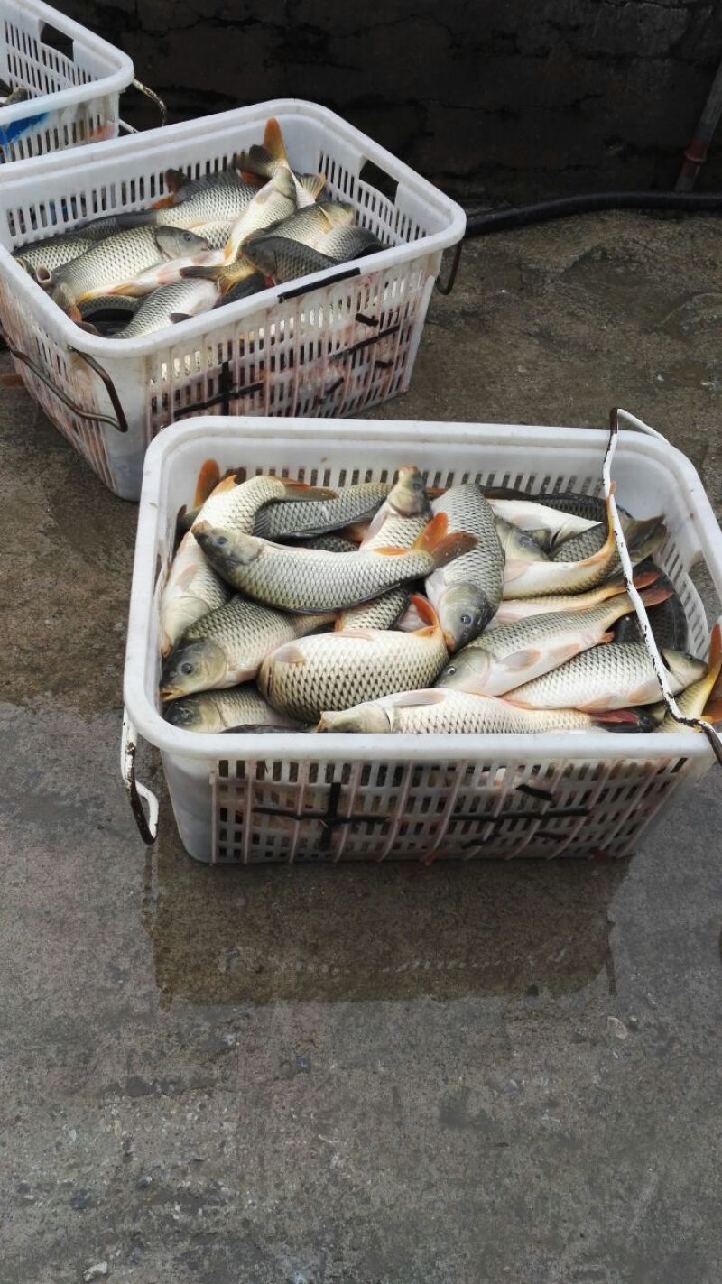 建鲤食用1~2公斤