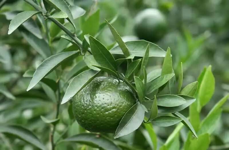 柑普茶特级