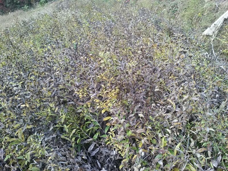 朱砂点儿苍术幼苗湖北野生移一手货源