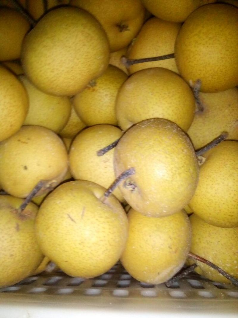酸梨光果150~200g