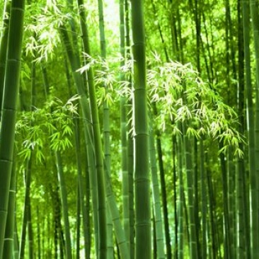 竹子19~20m