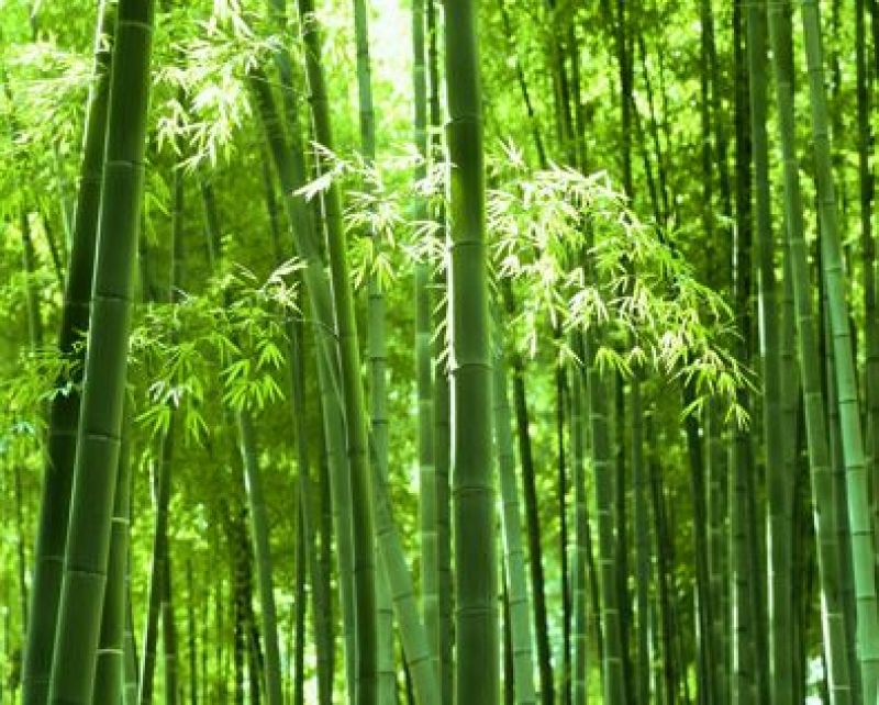 竹子19~20m