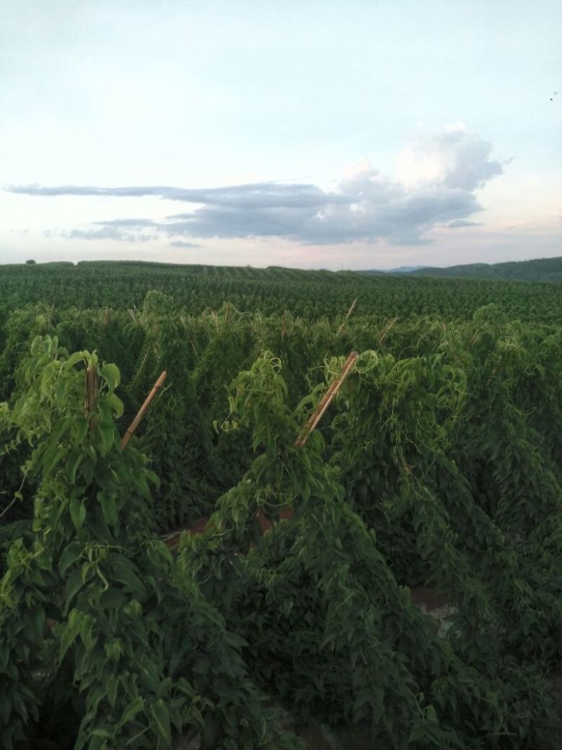 灵芝山药70厘米以上特级