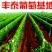葡萄苗占地葡萄苗大葡萄苗葡萄苗大树葡萄苗批发基地