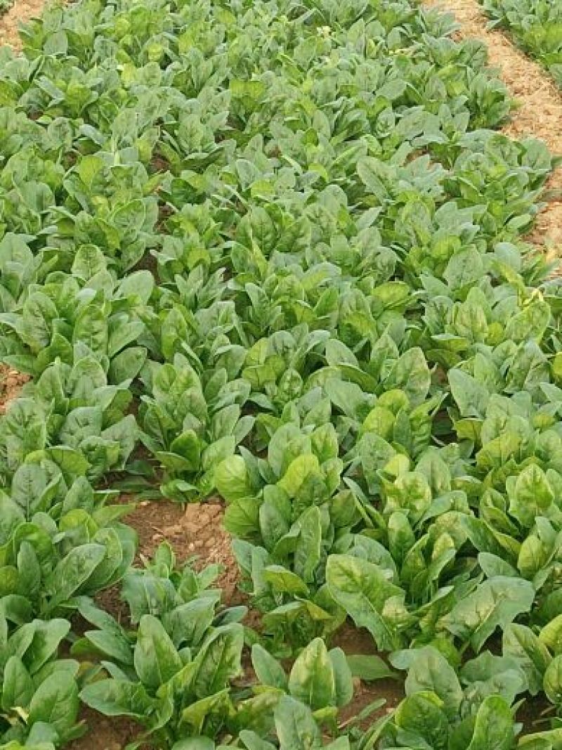 绿神菠菜15~20厘米