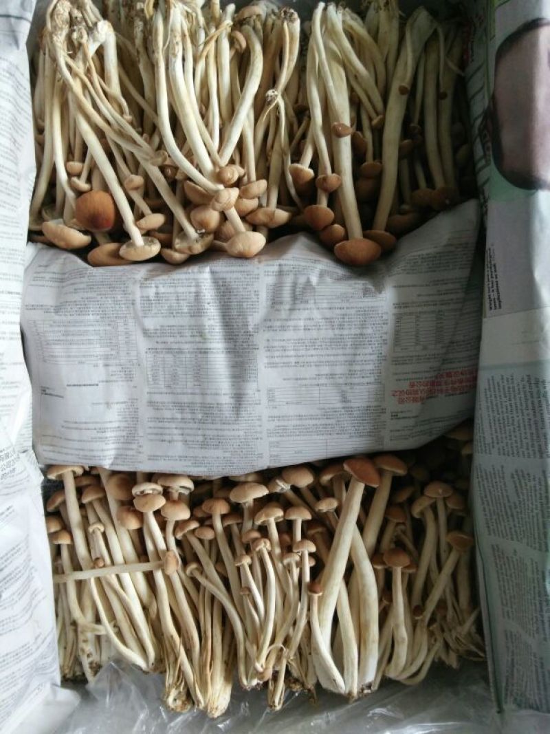 鲜茶树菇12cm