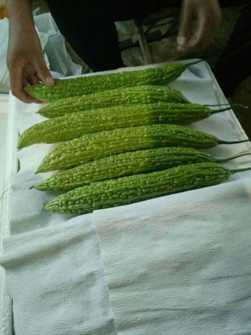 苦瓜货量大刚上市质量好