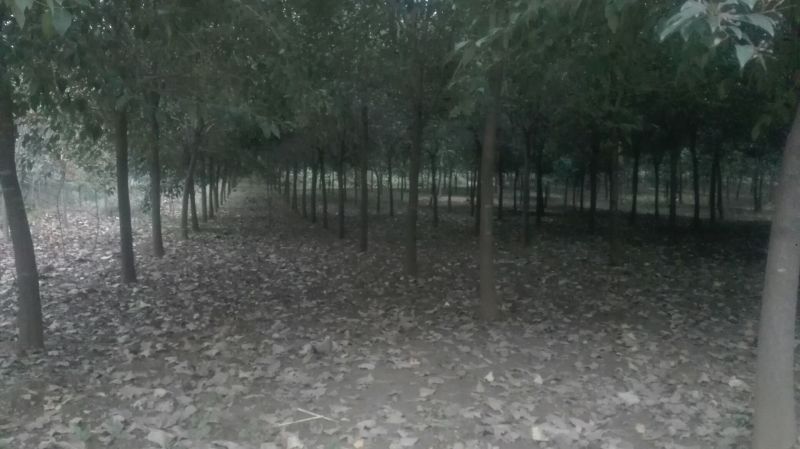 大叶女贞精品女贞工程苗,3一16公分