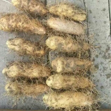 毛薯