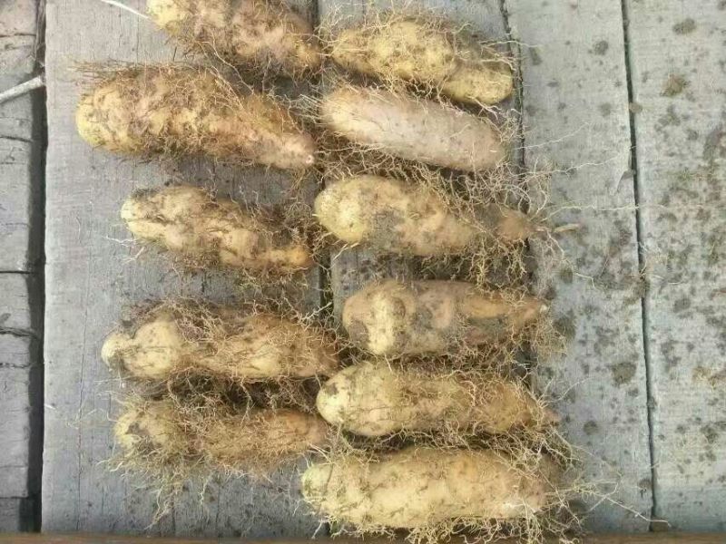 毛薯