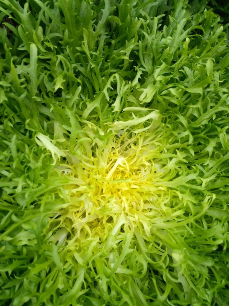 苦菊15~20cm
