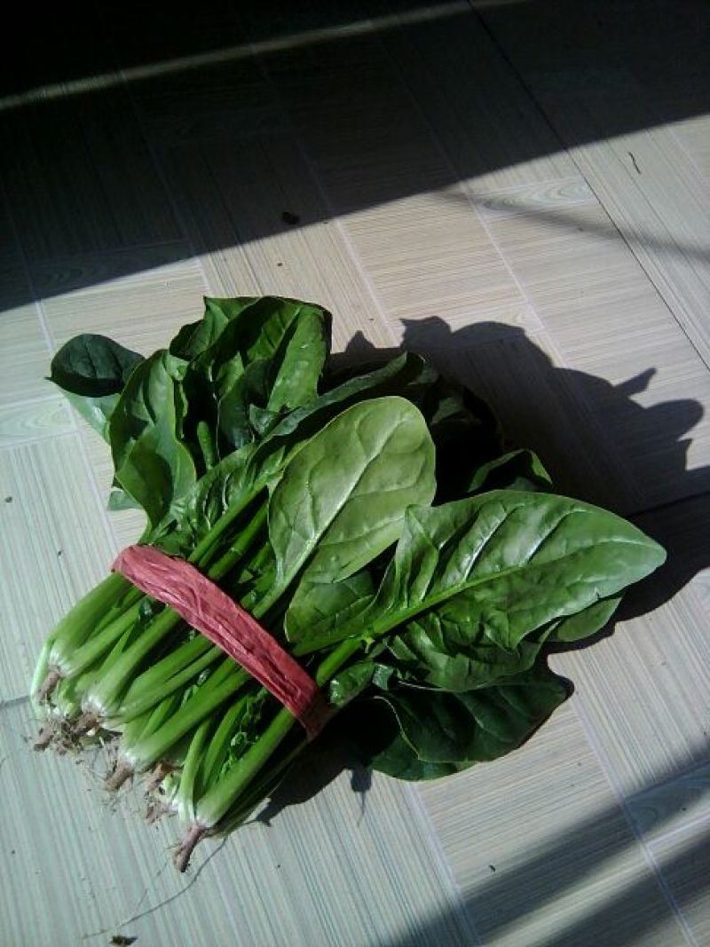 全能菠菜20~25厘米