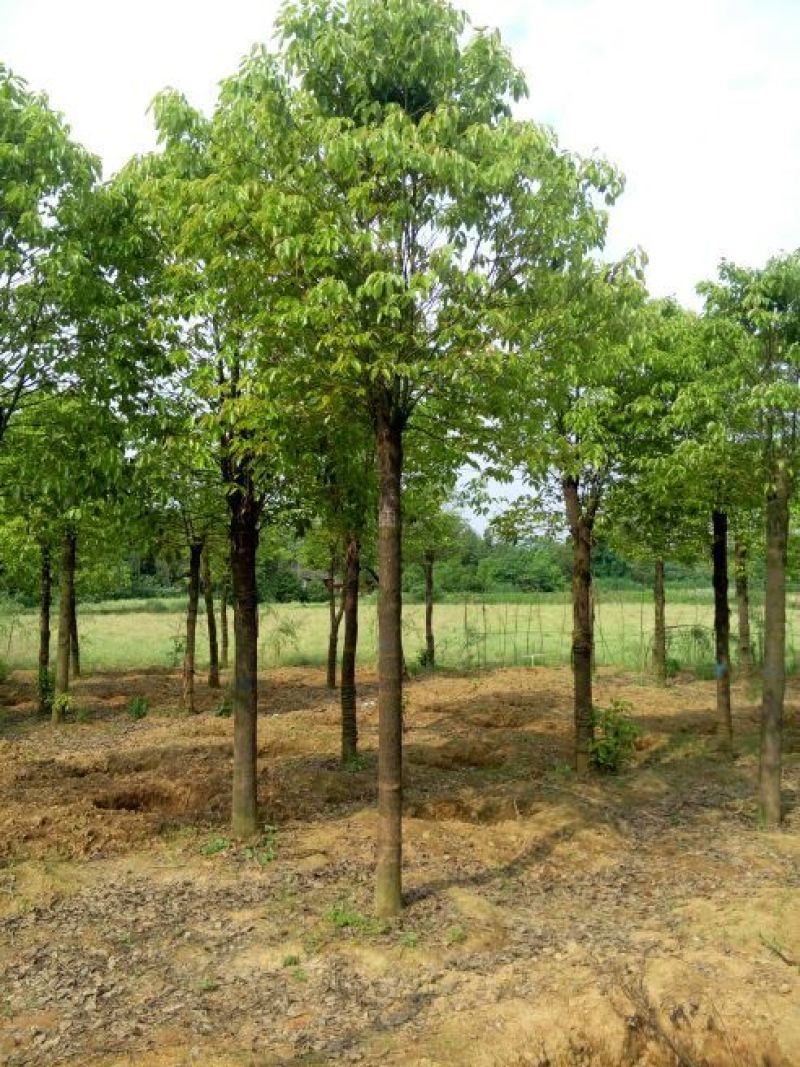 大量供应10-100公分香樟，丛生香樟30-200公分