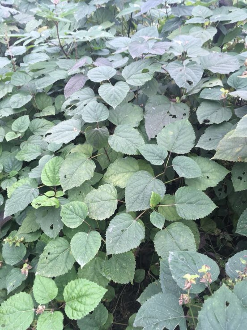 臭牡丹四川德阳种植多年生臭牡丹