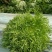 苦菊15~20cm