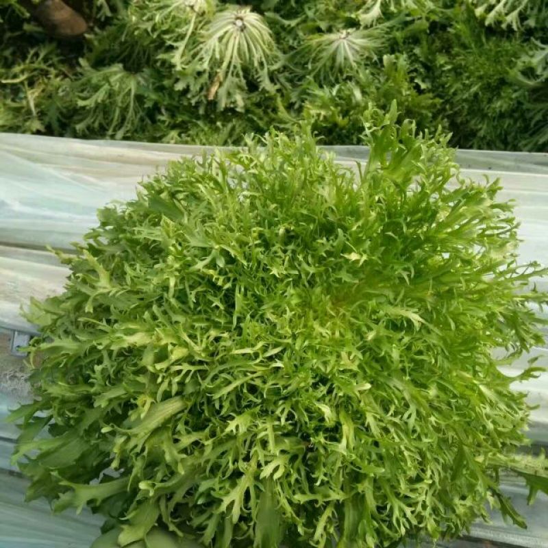 苦菊15~20cm