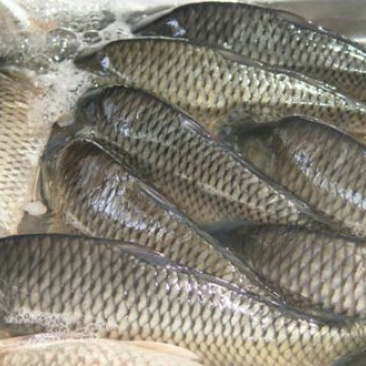 河鲤鱼食用1~2公斤