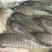 河鲤鱼食用1~2公斤