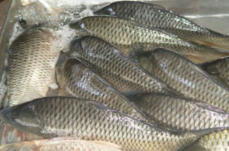 河鲤鱼食用1~2公斤