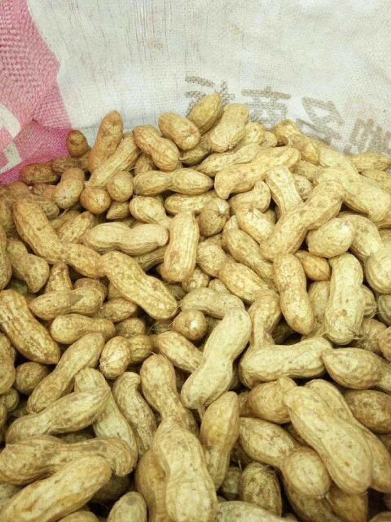带壳花生鲜货带壳刚出土的花生，颗粒饱满，纯沙土地种