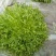 苦菊12~15cm，黄心菊花苦菊