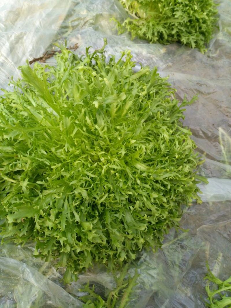 苦菊12~15cm，黄心菊花苦菊