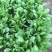 大叶菠菜25~30厘米