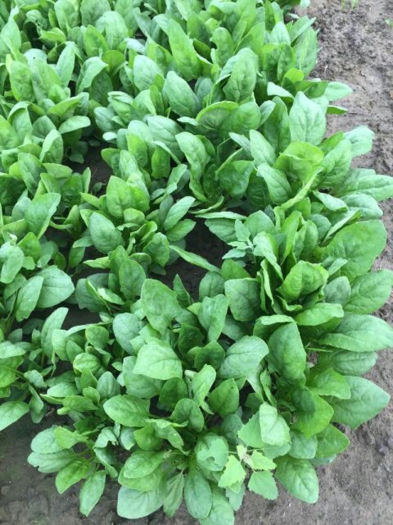 大叶菠菜25~30厘米
