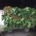 无花果树1.5~2m