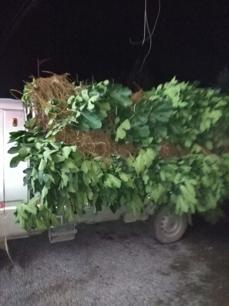 无花果树1.5~2m