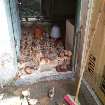 脱温鸡1斤以下