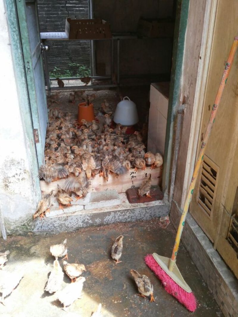 脱温鸡1斤以下