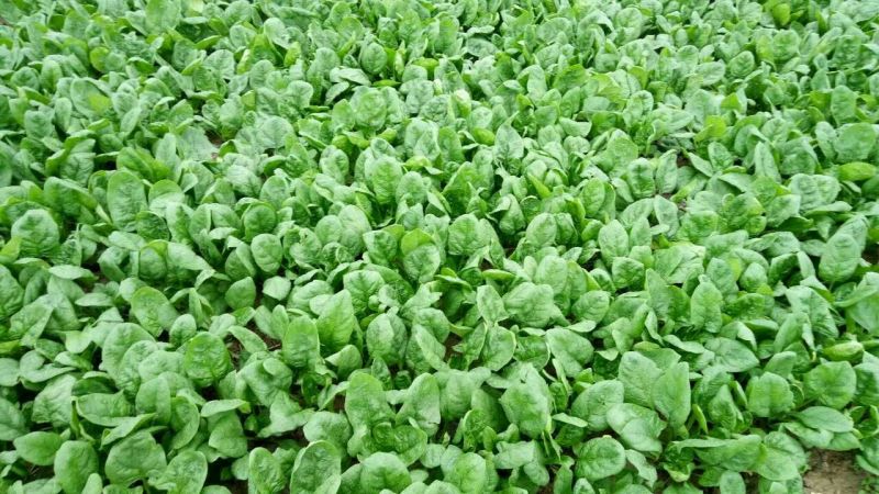 大叶菠菜20~25厘米