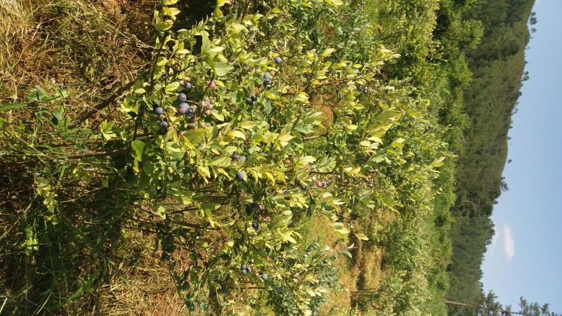 兔眼蓝莓鲜果12~14mm以上