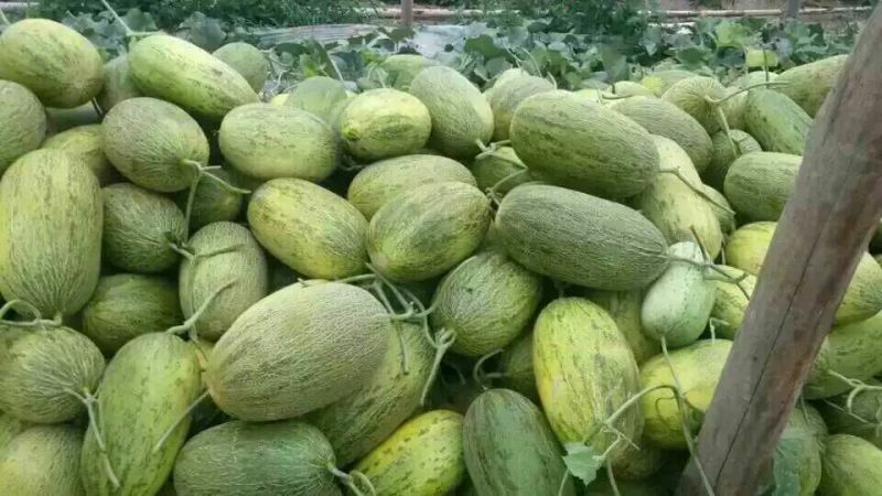 西州蜜瓜