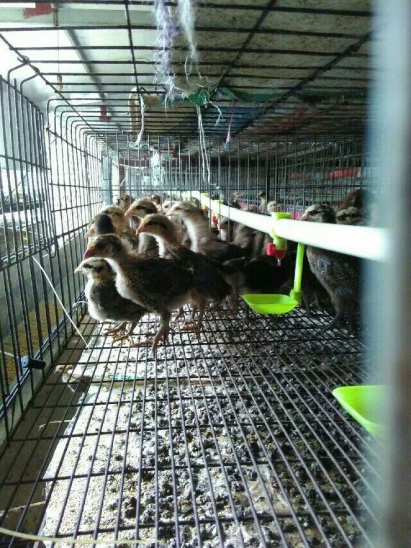 脱温鸡1斤以下