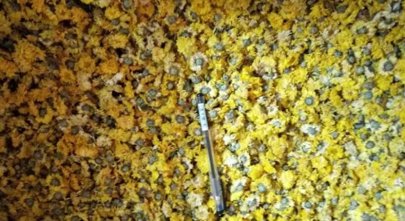 药用菊花散装