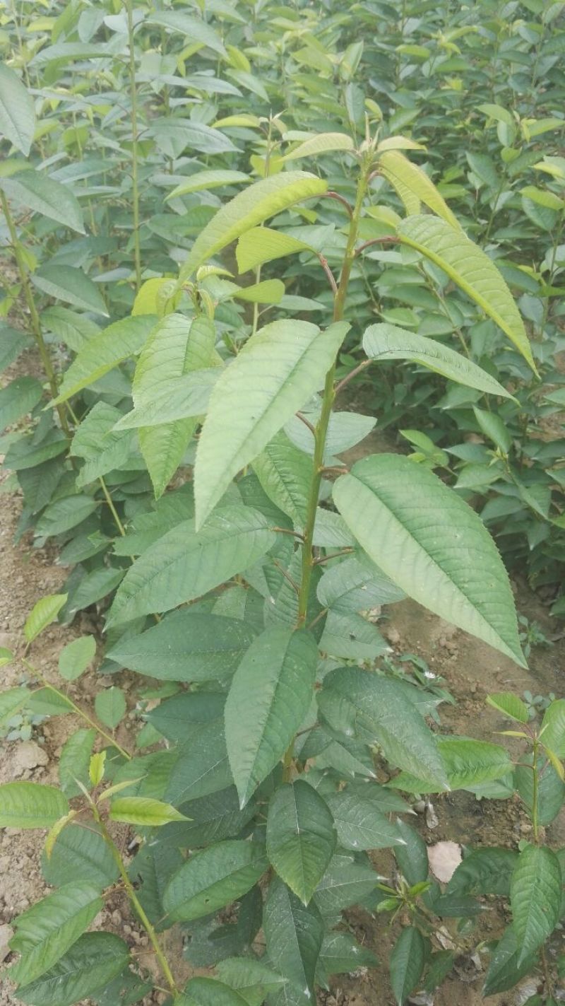 美早樱桃苗美早樱桃树苗，矮化砧