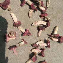 河南纯野生原生态红蘑菇二级3-5cm