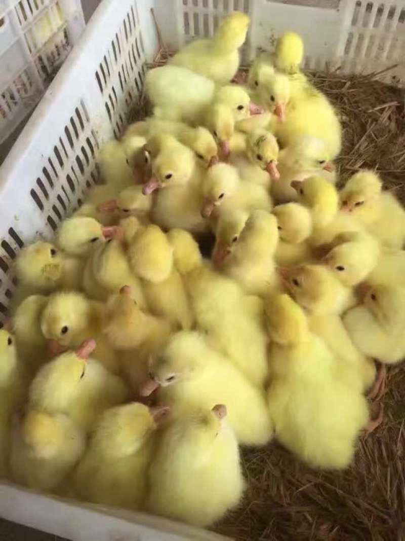 狮头鹅苗