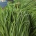 大叶菠菜15~20厘米