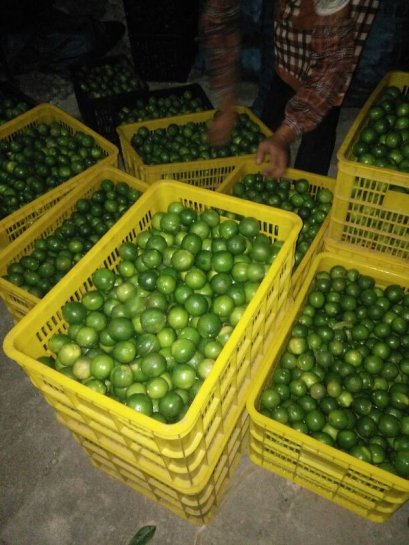 青柠檬1.6~2两