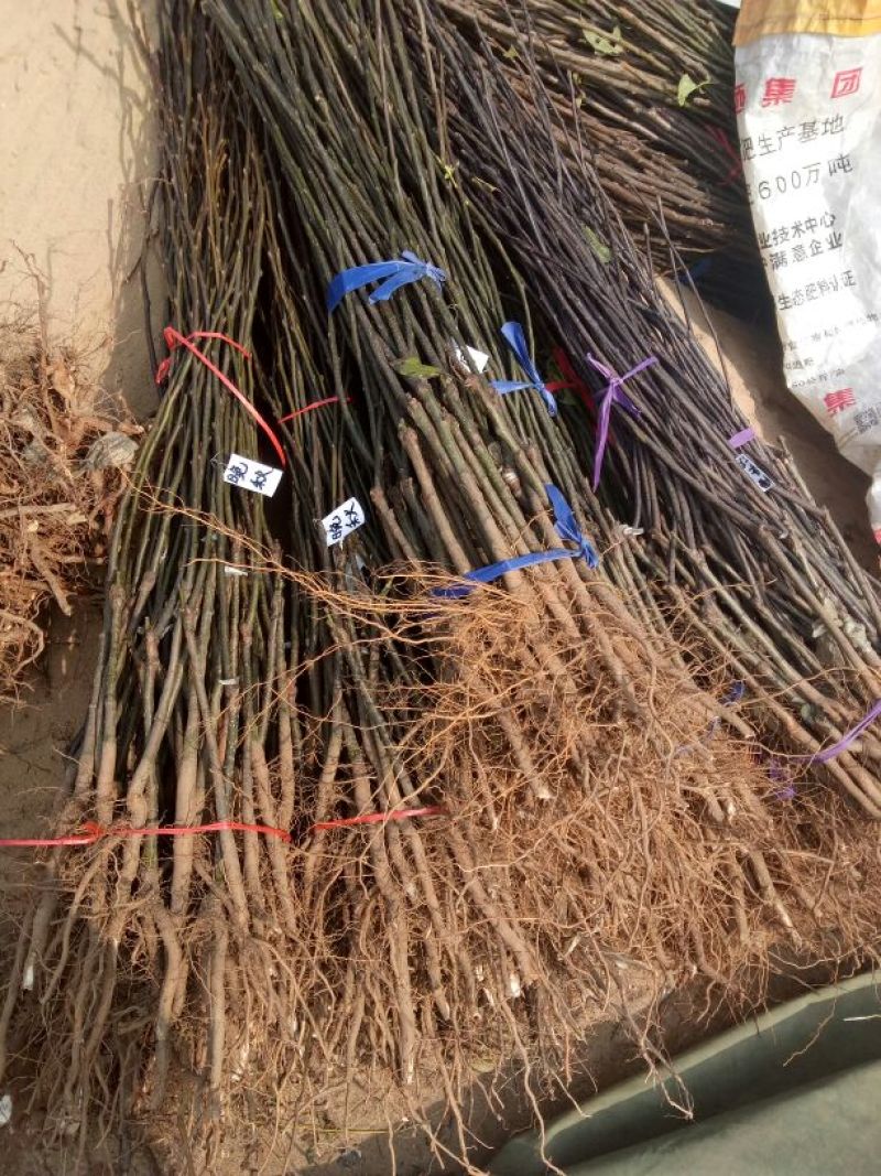 黄金梨树苗80cm以上0.8cm