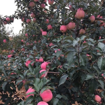 辽宁绥中精品寒富苹果大量上市中全红口感好