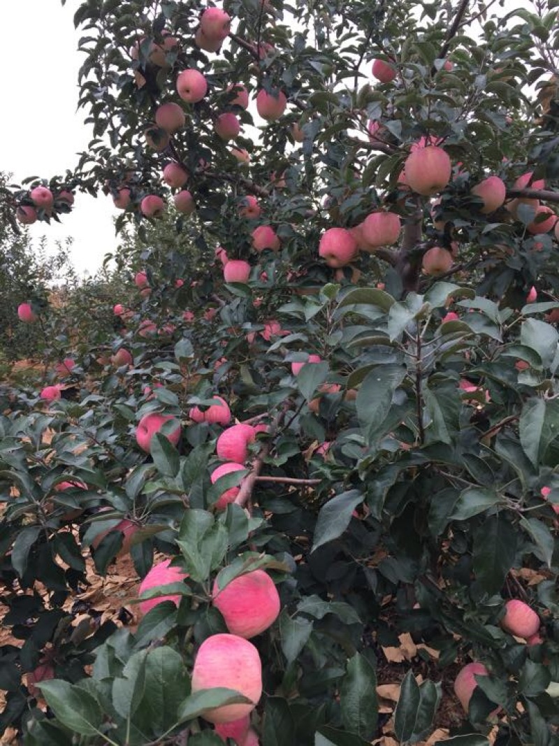 辽宁绥中精品寒富苹果大量上市中全红口感好